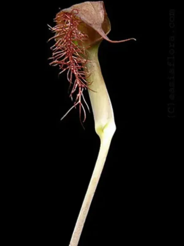 Arisaema fimbriatum