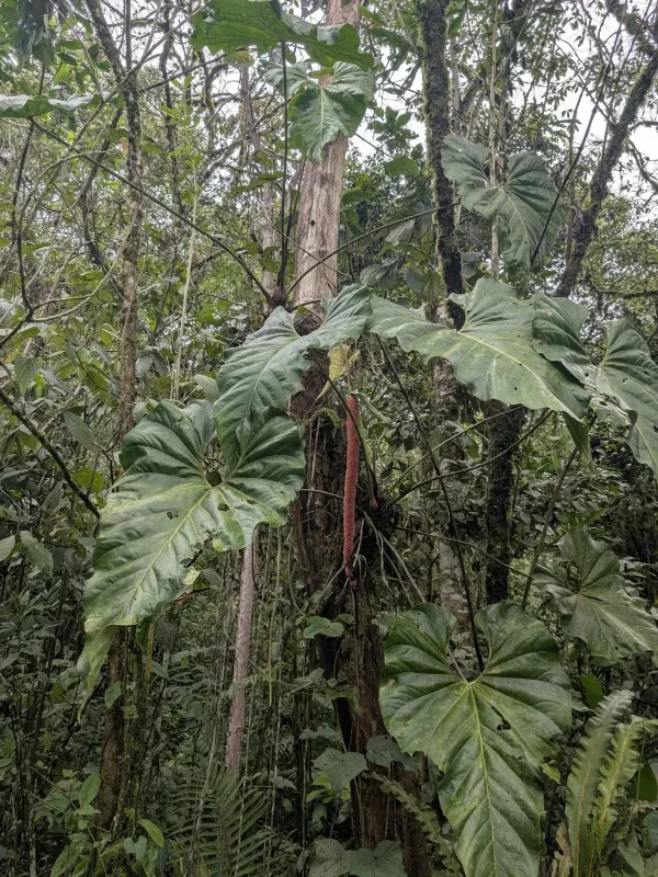 Giant Anthurium