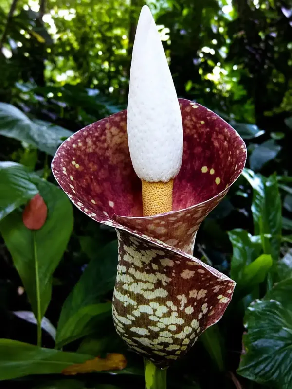 Amorphophallus oncophyllus