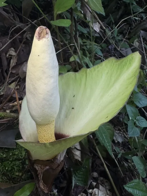Amorphophallus prainii