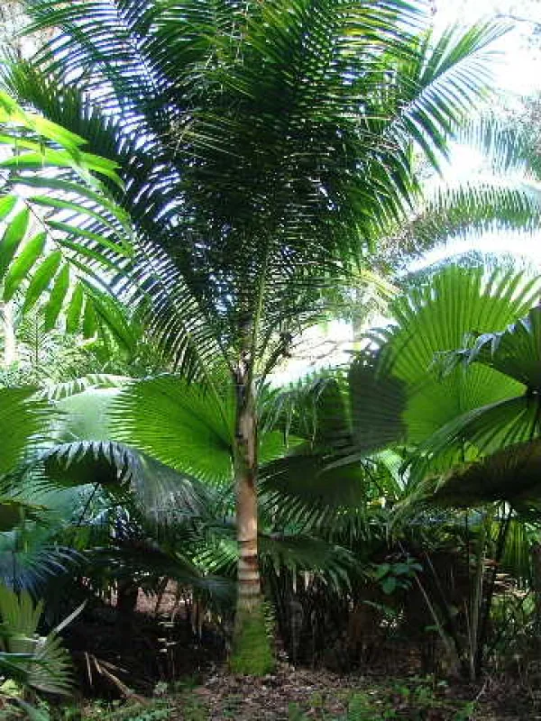 Rhopaloblaste ceramica