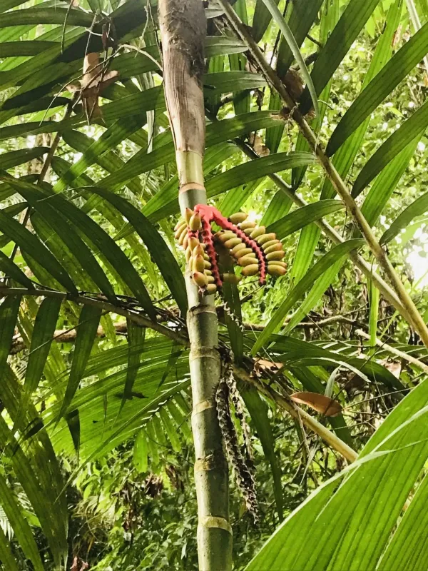Pinanga malaiana