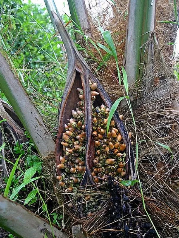 Attalea microcarpa