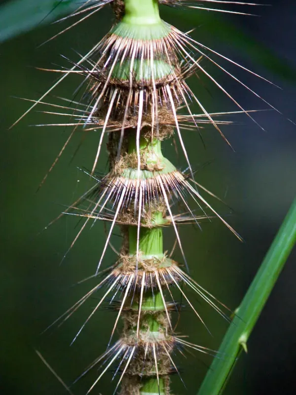 Rattan palm
