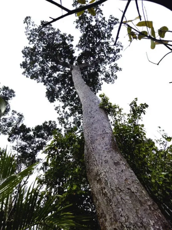 Humbertia madagascariensis