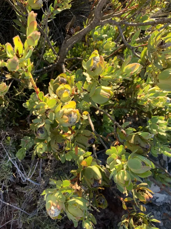 Leucadendron