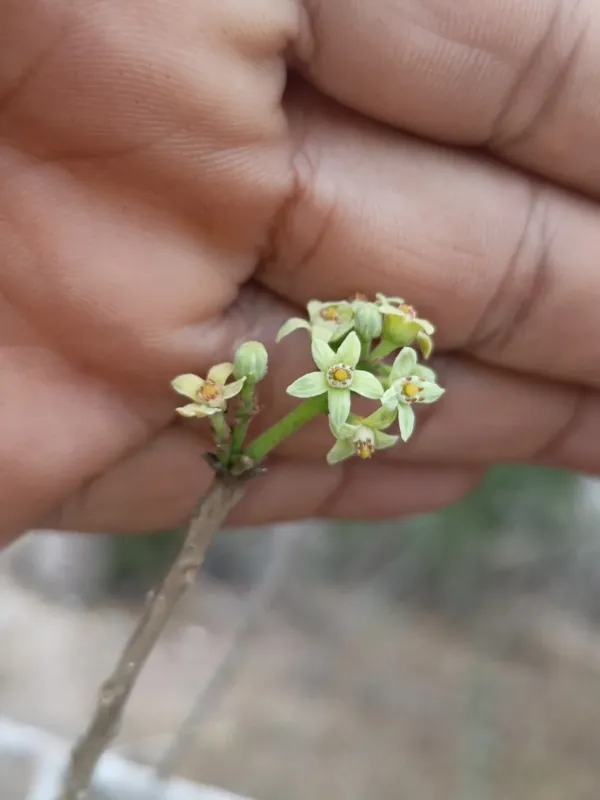 Metopium brownei