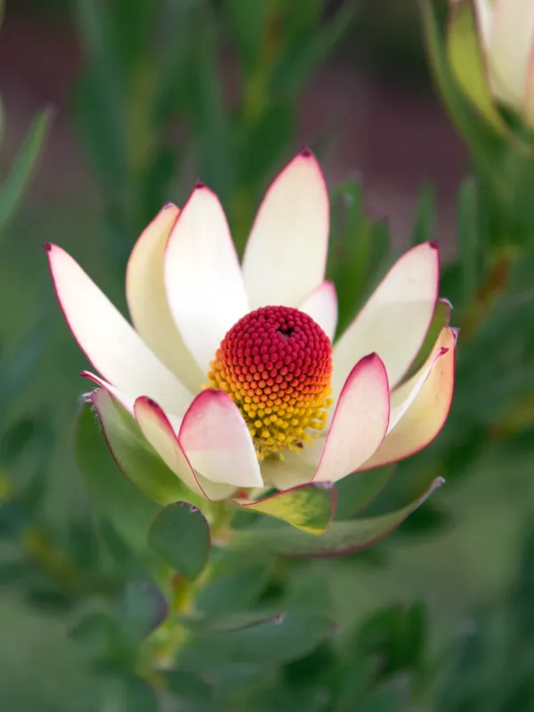 Hybrids of Leucadendron salignum and Leucadendron discolor