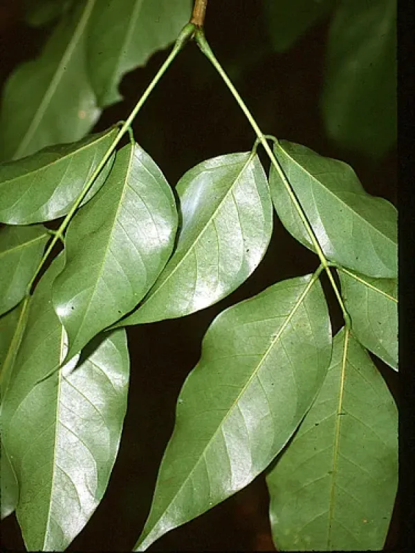 Platymiscium yucatanum