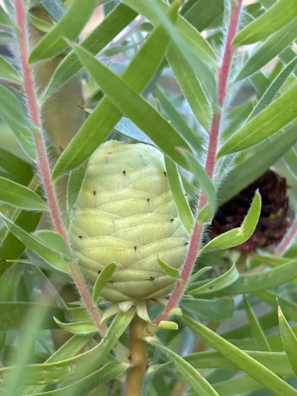 Willow-leaf Conebush