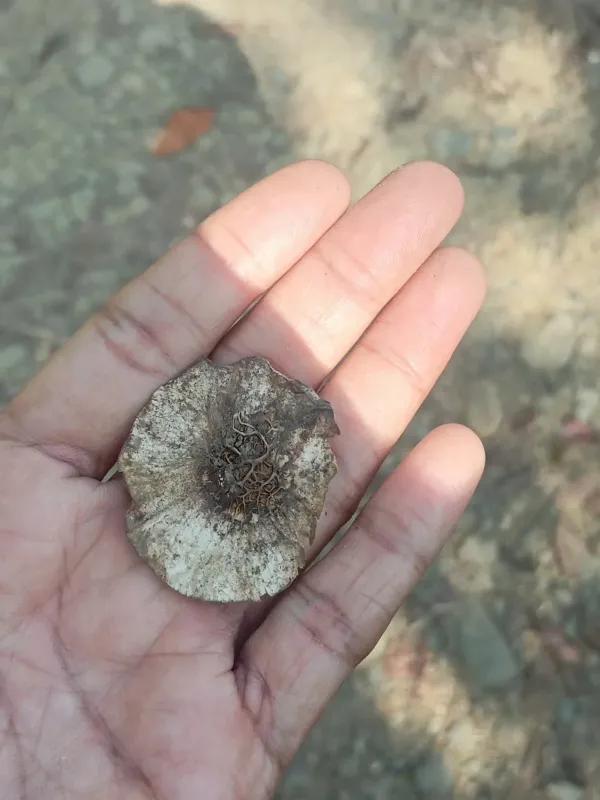 Pterocarpus dalbergioides
