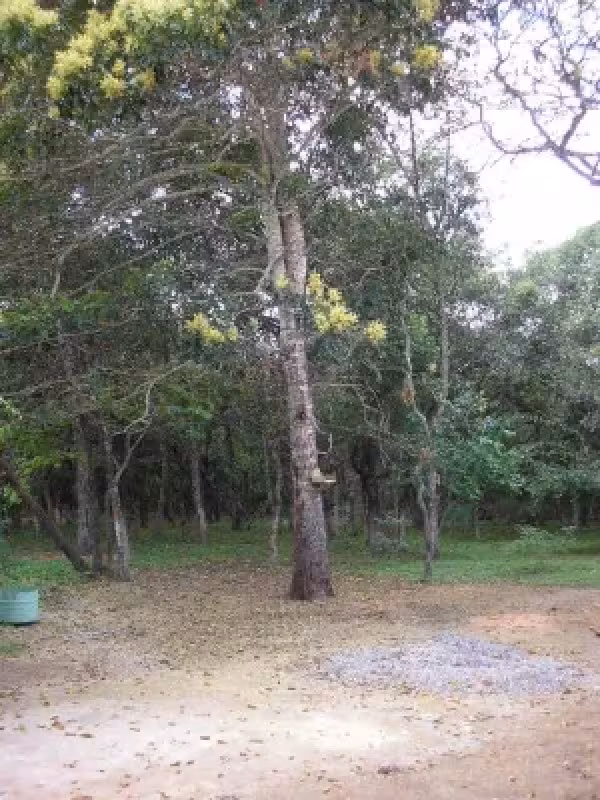 Tachigali paniculata