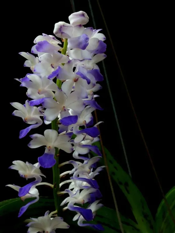 Rhynchostylis coelestis