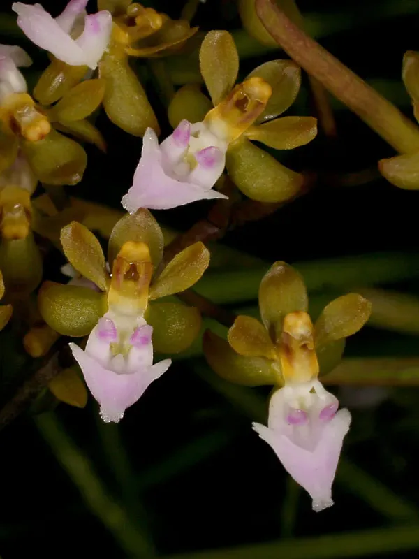 Cleisostoma teretifolium