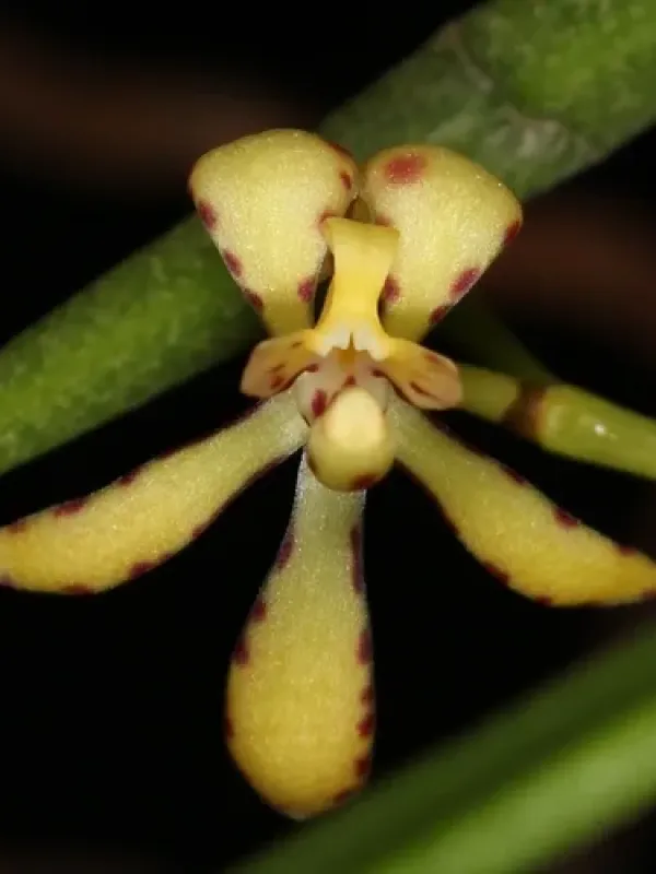 Renanthera histrionica