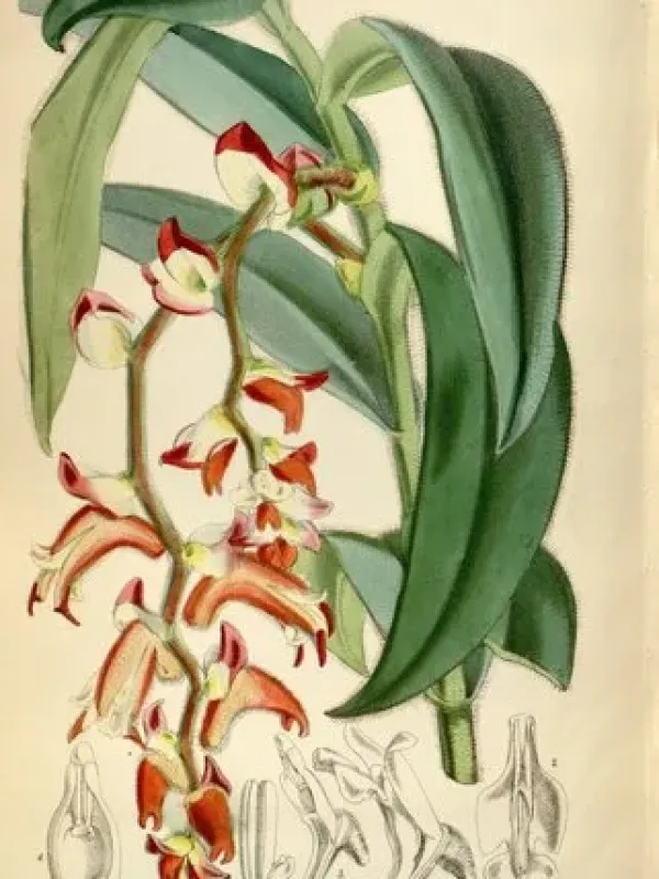 Trichotosia vestita