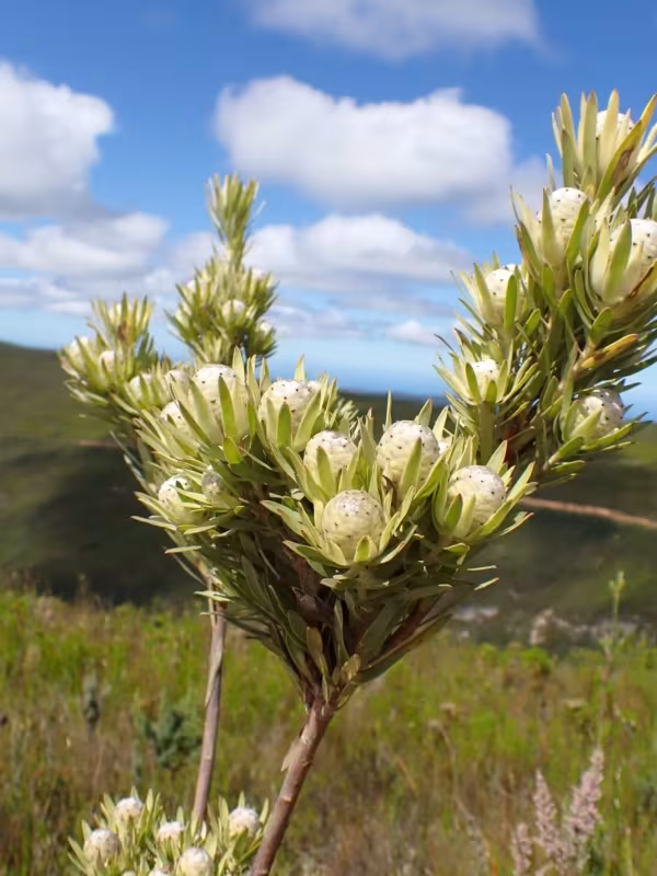 Leucadendron uliginosum