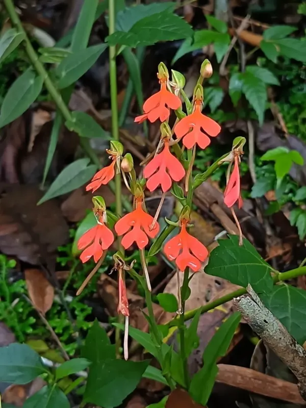 Habenaria rhodocheila