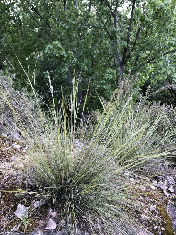 Stipa juncea