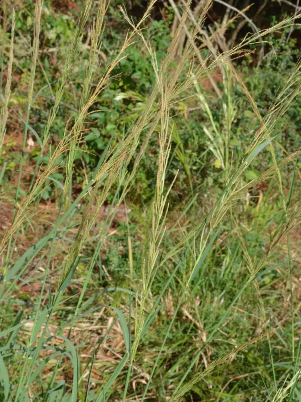 Leptochloa nealleyi