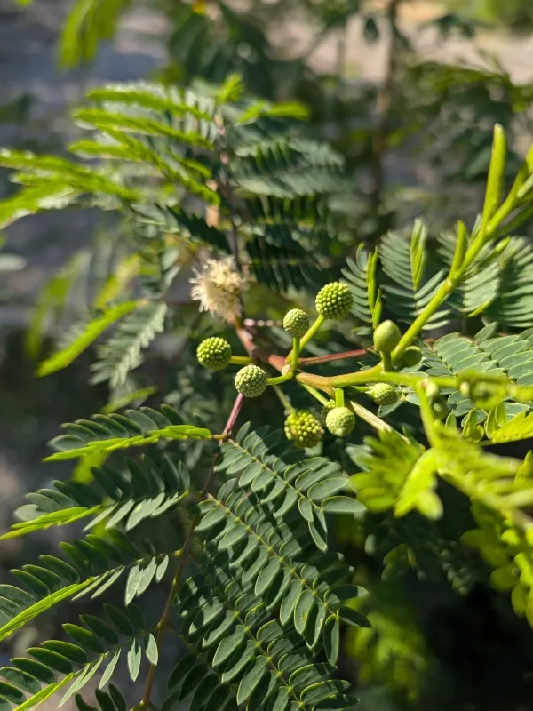 Leucaena leucocephala