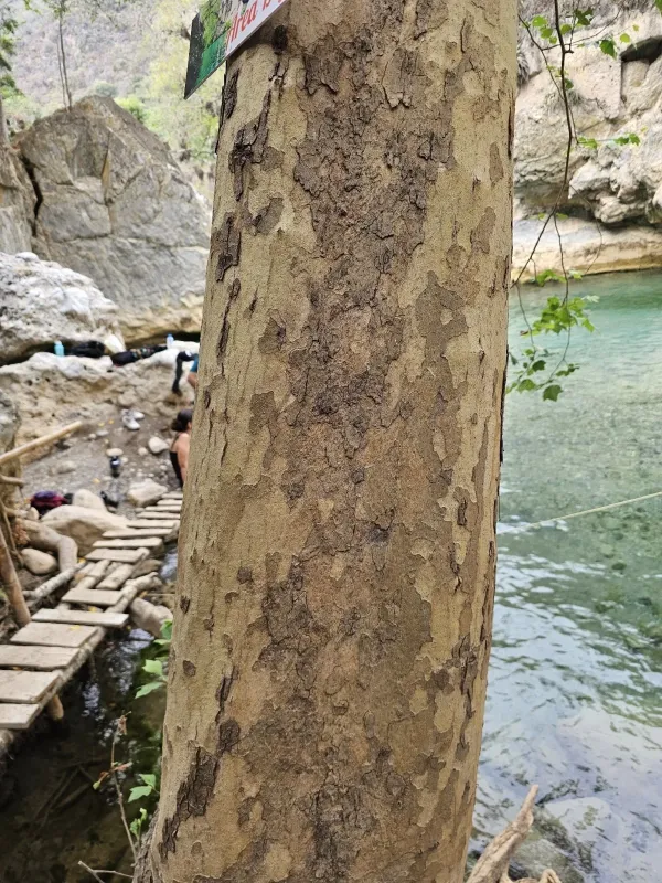 Mexican sycamore