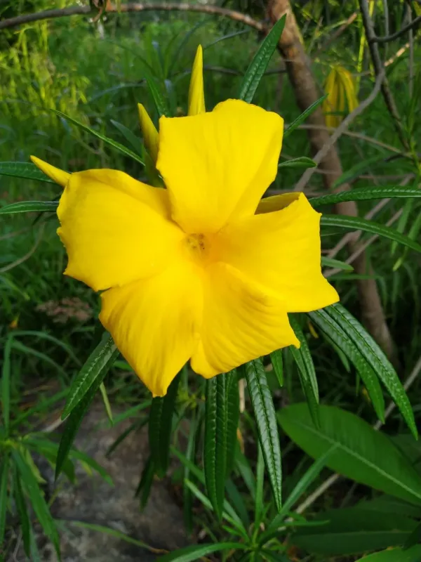 Cascabela thevetioides