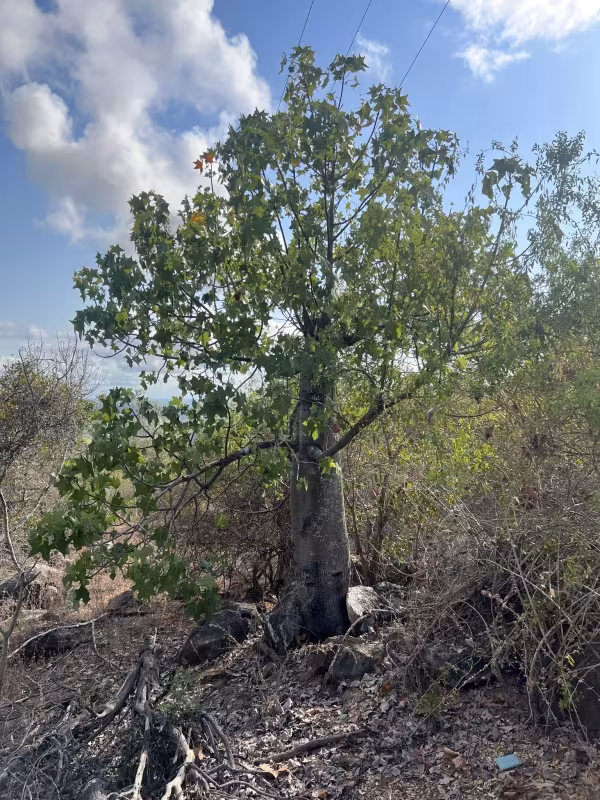 Australian Bottle Tree
