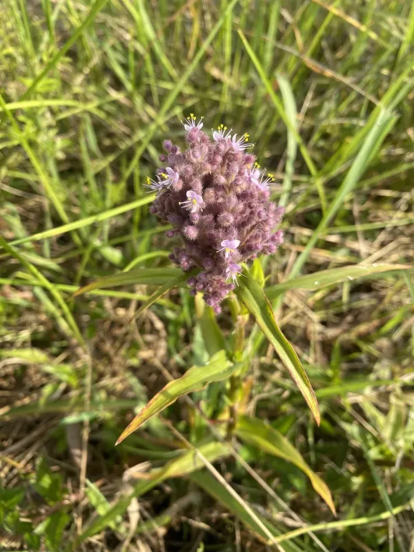 Floscopa glomerata