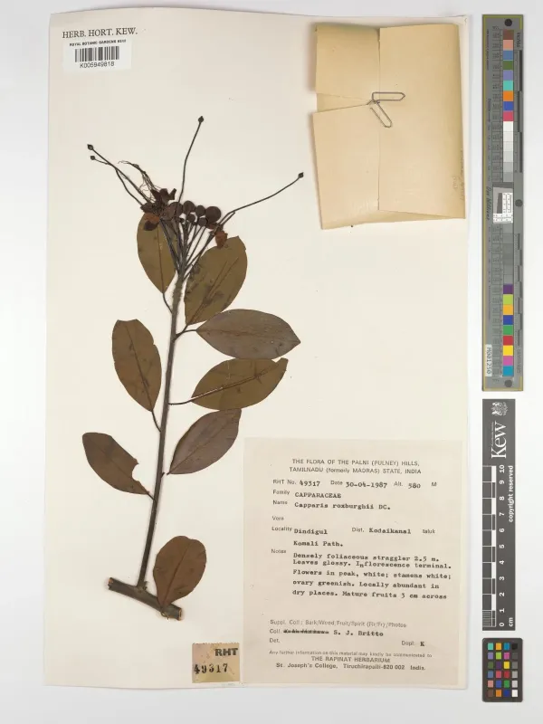 Capparis roxburghii