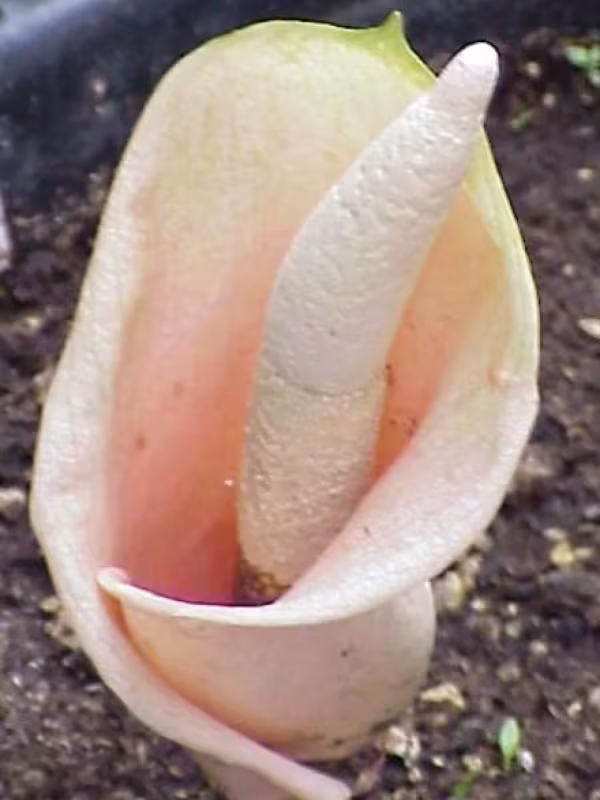 Amorphophallus baumannii