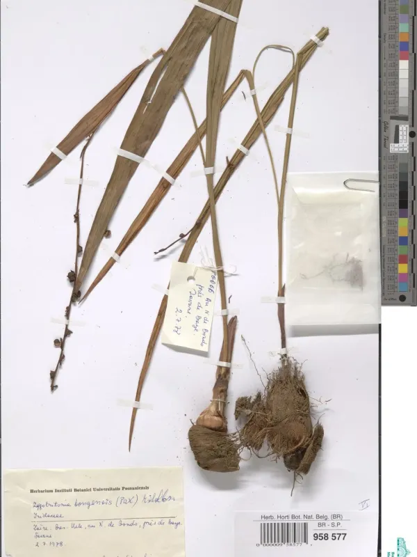 Zygotritonia bongensis