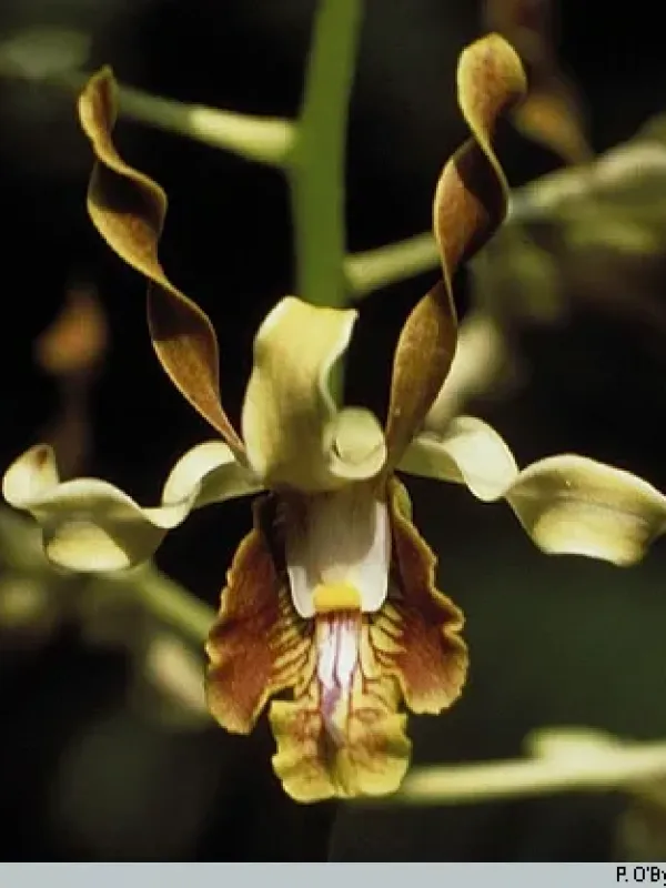 Dendrobium conanthum
