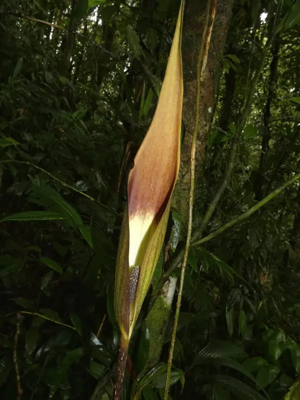 Dracontium spruceanum