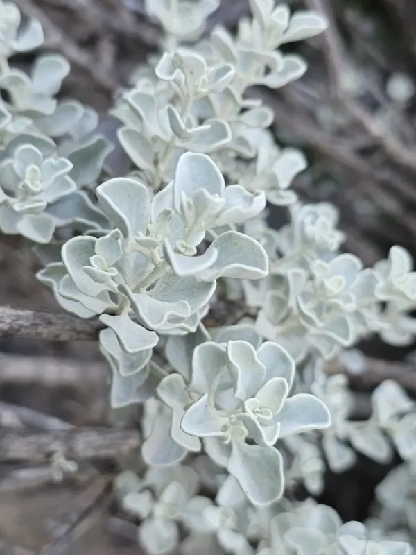 Leucophyllum zygophyllum