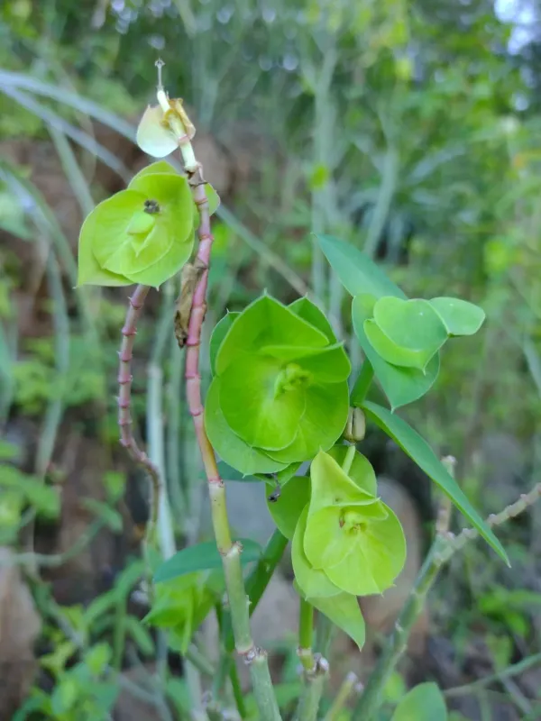 Euphorbia heterodoxa