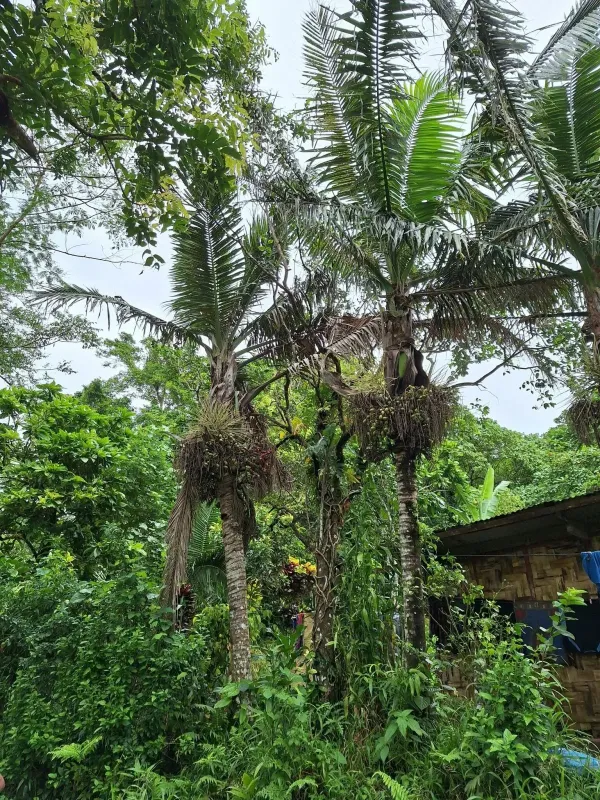 Neoveitchia brunnea