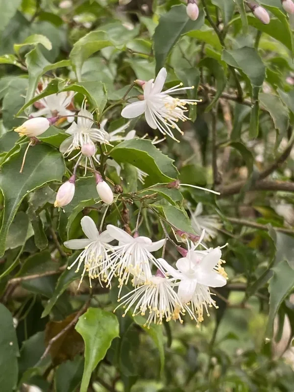Symplocos sumuntia