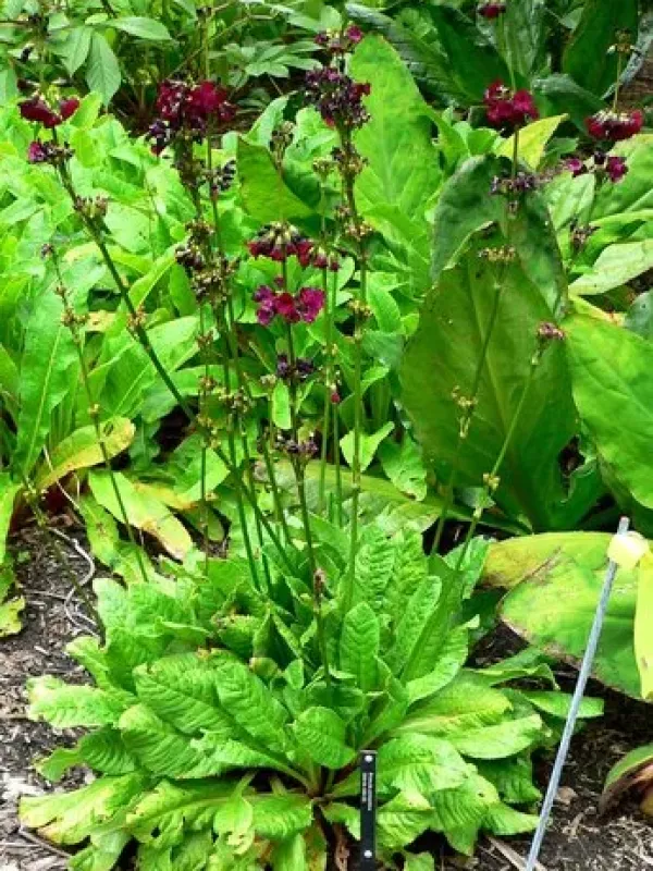 Primula anisodora
