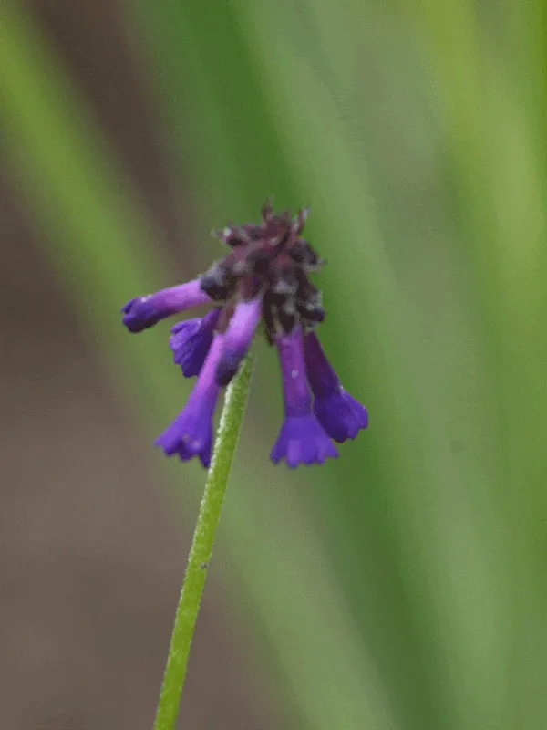 Primula cernua