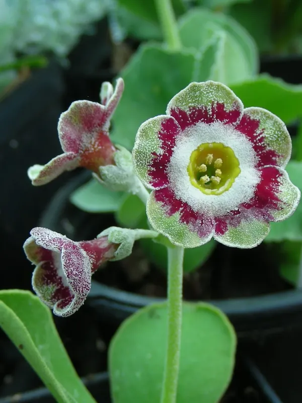 Primula concholoba