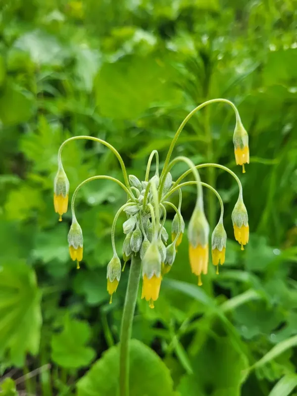 Primula grandis