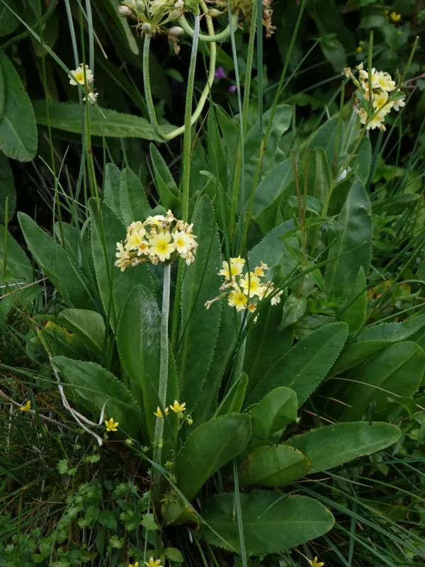 Primula luteola
