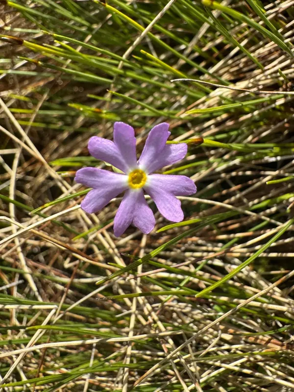 Mistassini primrose