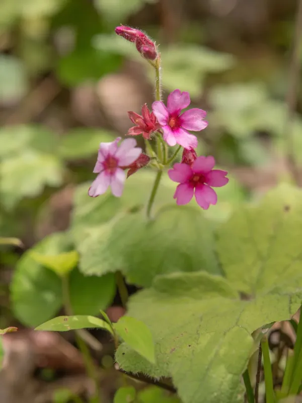 Primula mollis