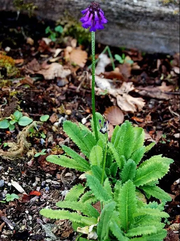 Primula muscarioides