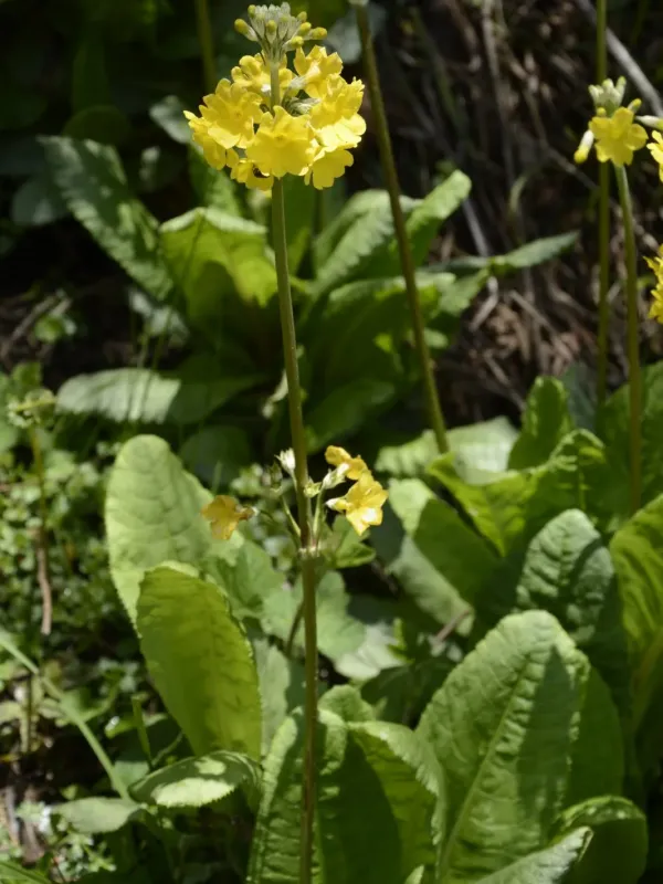 Primula prolifera