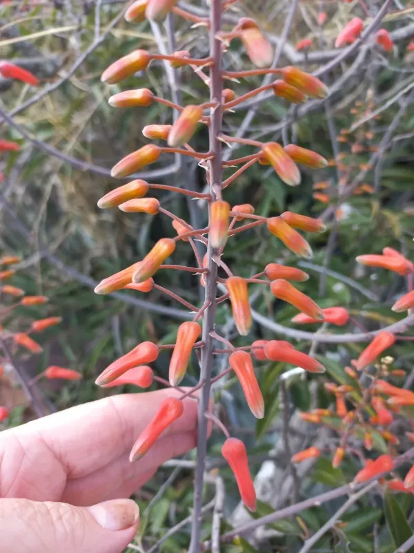 Aloe chabaudii