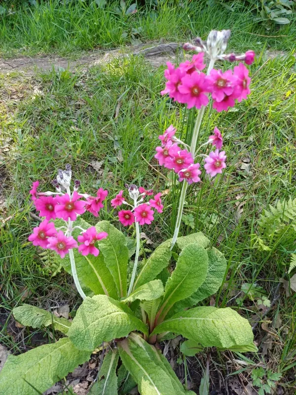Mealy primrose