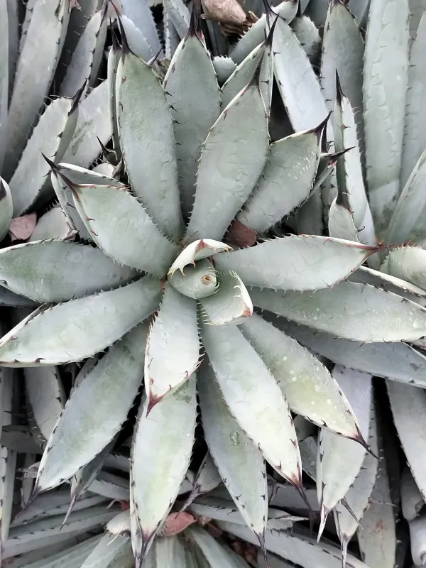 Agave macroacantha